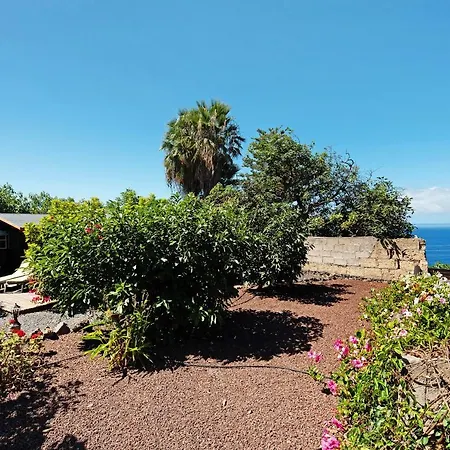 Hibiscus Among Avocados